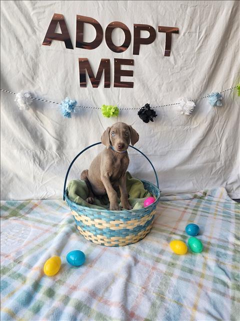 Cadbury, an adopted Weimaraner in Los Angeles, CA image 2/2