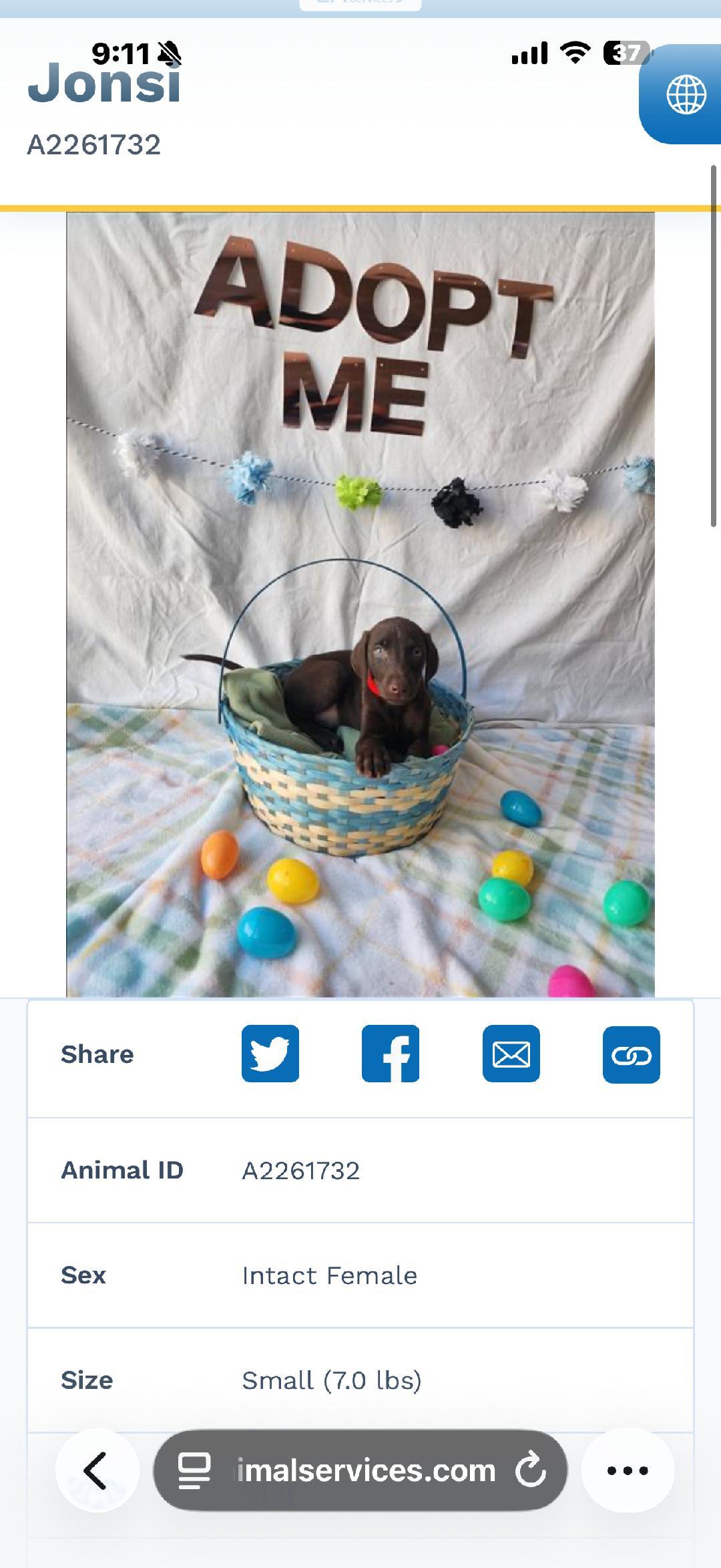 Cadbury, adopted, Puppy Female Weimaraner.