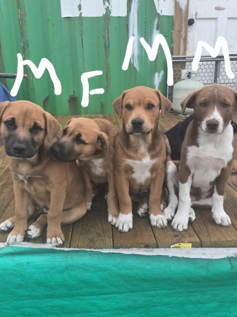 Courtesy Listing - Puppies, a Adoptable mixed breed in Junction, TX image 1/6