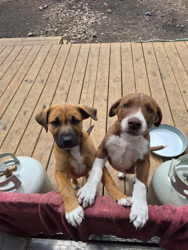 Courtesy Listing - Puppies, a Adoptable mixed breed in Junction, TX image 2/6