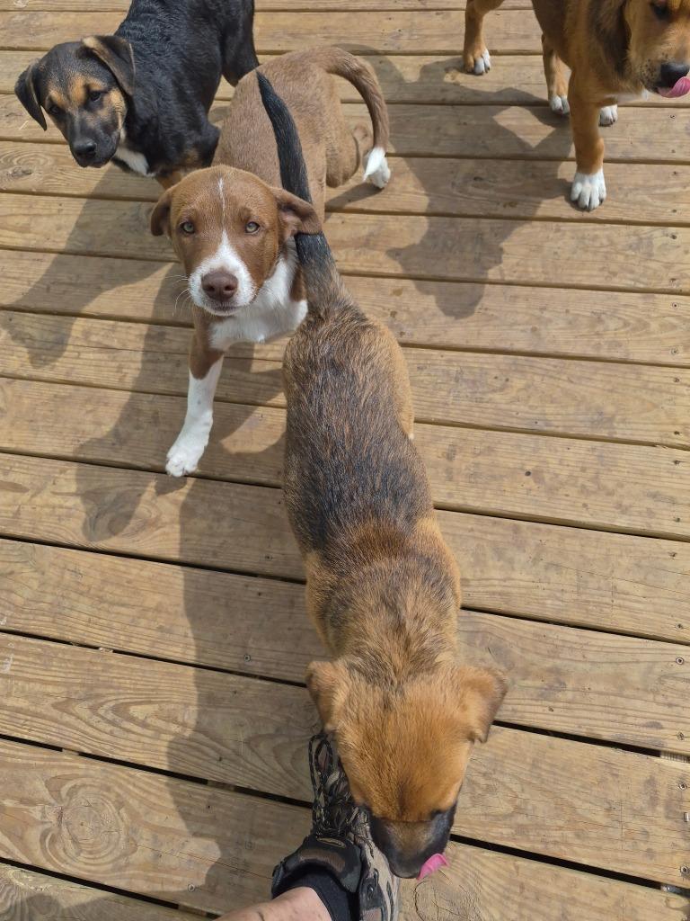 Courtesy Listing - Puppies, a Adoptable mixed breed in Junction, TX image 3/6