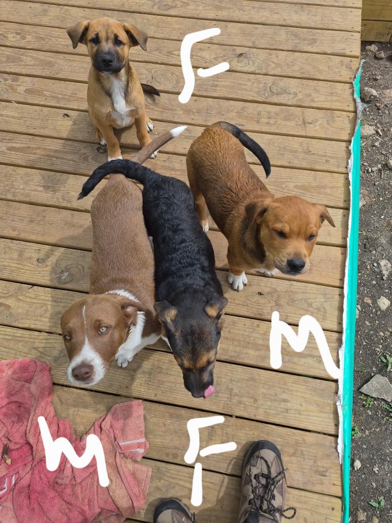 Courtesy Listing - Puppies, a Adoptable mixed breed in Junction, TX image 4/6