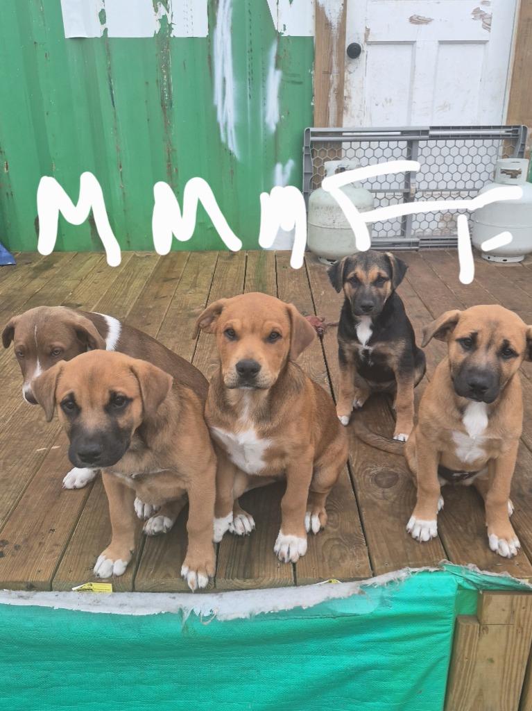 Courtesy Listing - Puppies, a Adoptable mixed breed in Junction, TX image 5/6