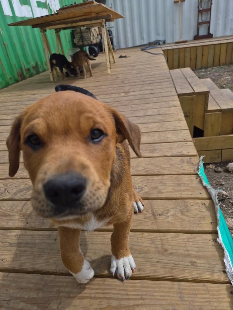 Courtesy Listing - Puppies, a Adoptable mixed breed in Junction, TX image 6/6