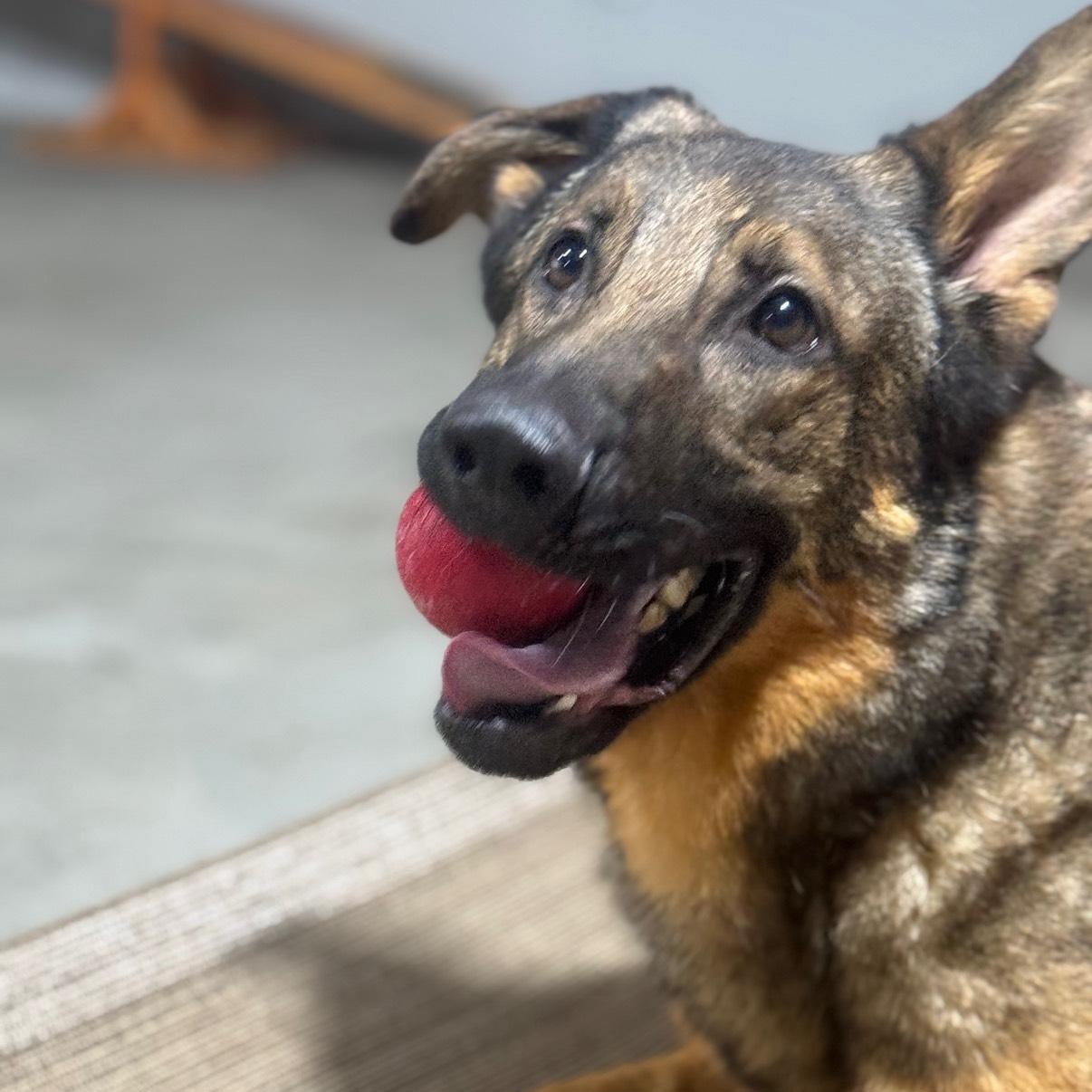 Richard, Adoptable, Adult Male German Shepherd Dog.