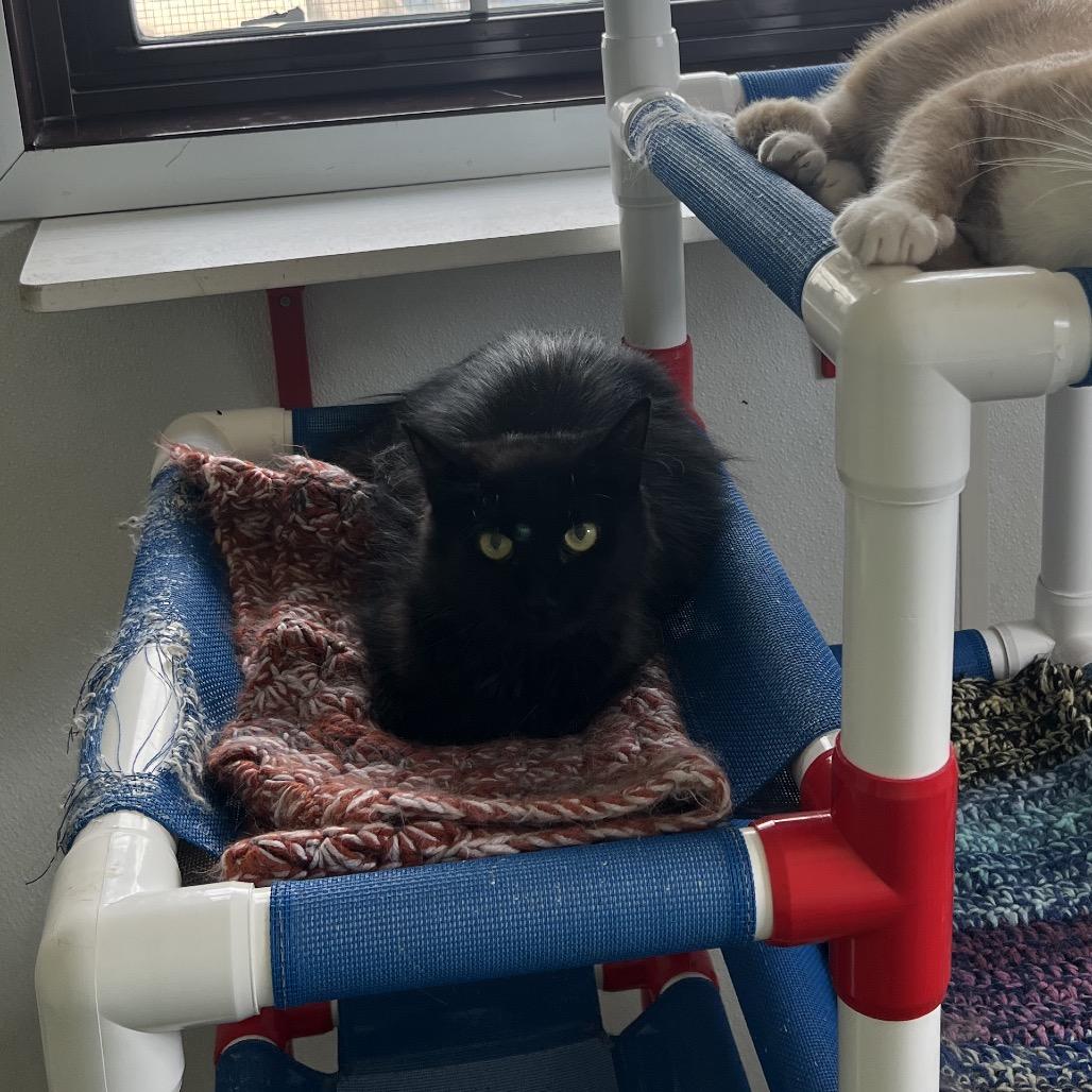 Enlarge Stella, a Adoptable Domestic Long Hair in Rock Falls, IL image 1/3
