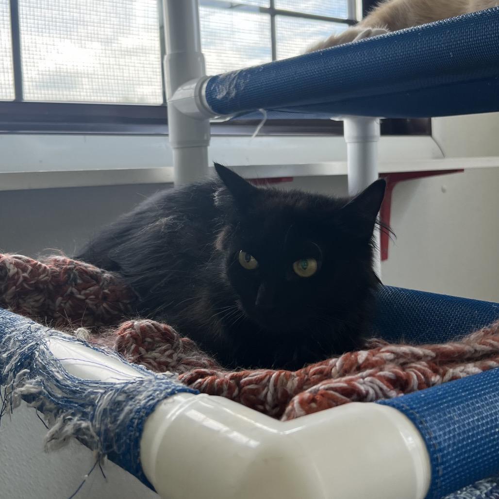 Enlarge Stella, a Adoptable Domestic Long Hair in Rock Falls, IL image 2/3