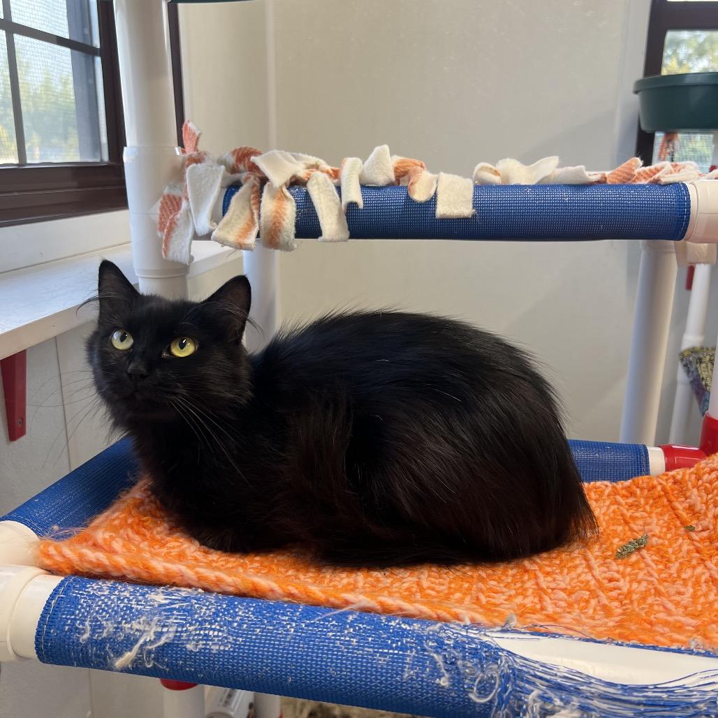 Enlarge Stella, a Adoptable Domestic Long Hair in Rock Falls, IL image 3/3