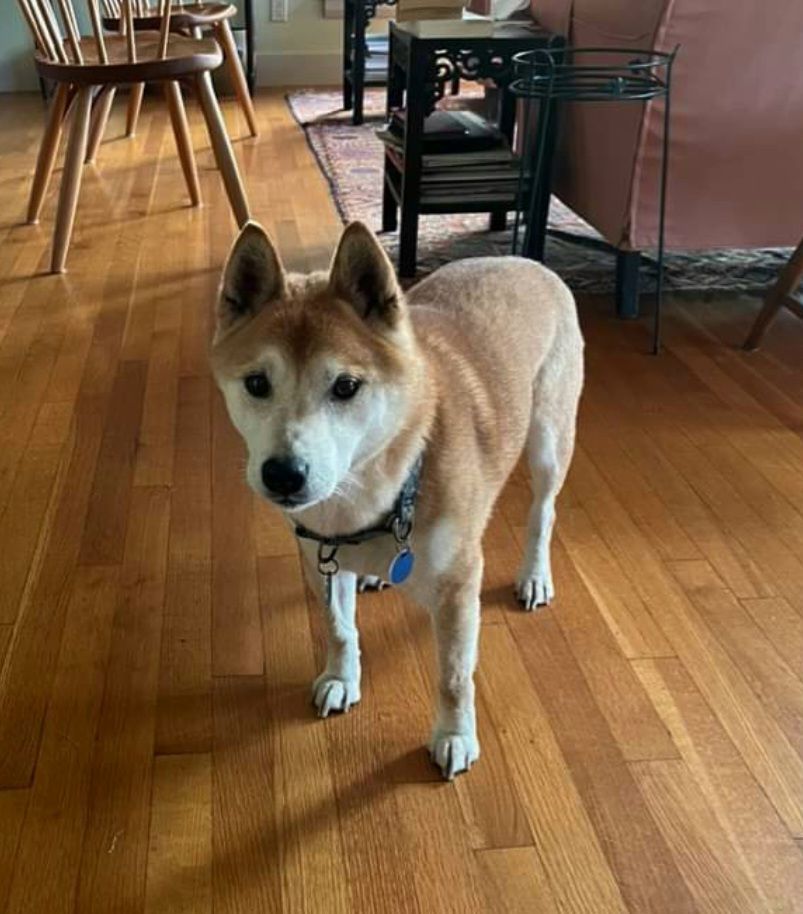 Teddy, adopted, Senior Male Shiba Inu.