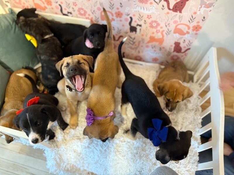 Gus Goofy boy — thumbnail 5