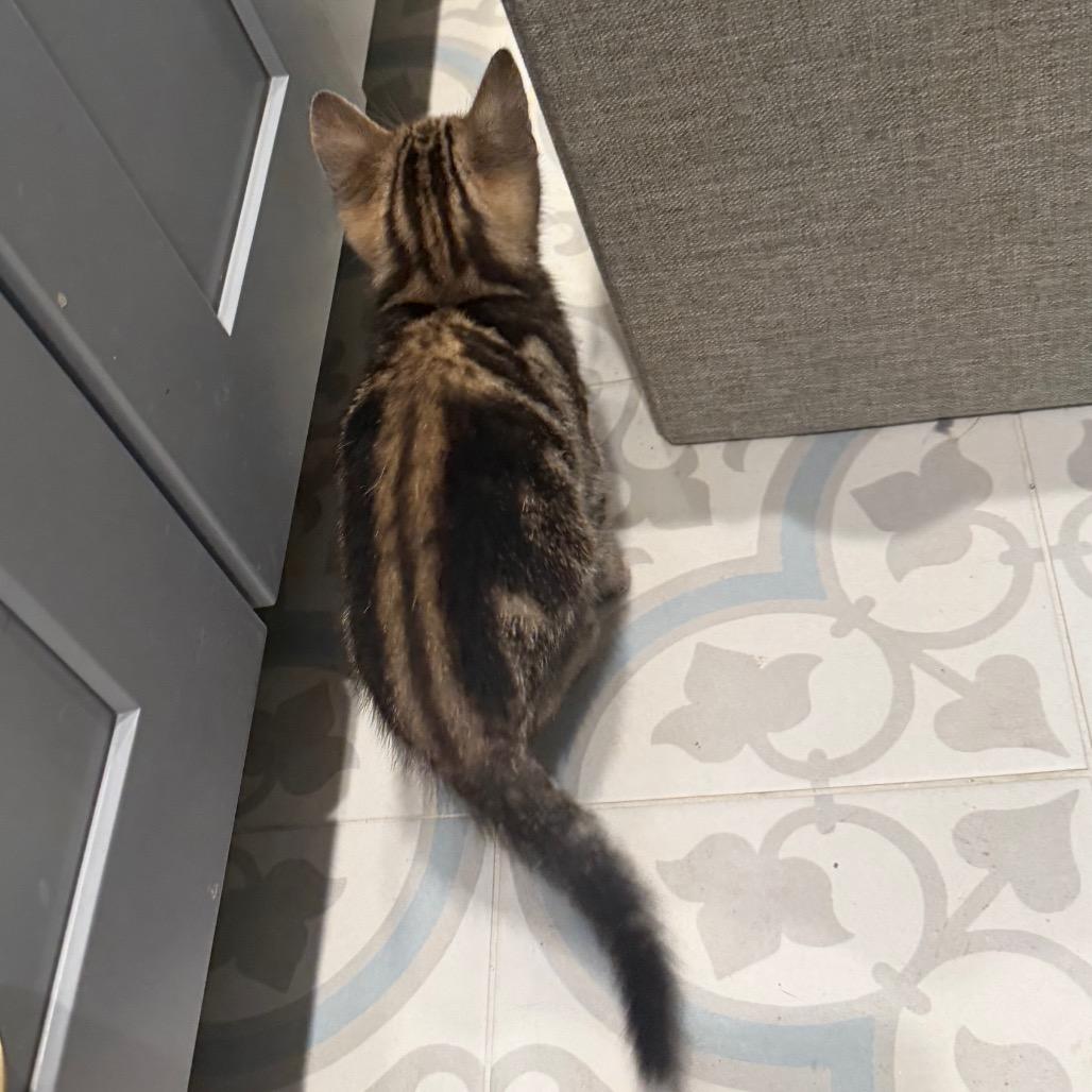 Enlarge Bolo, a Adoptable Domestic Short Hair in Missouri City, TX image 1/3