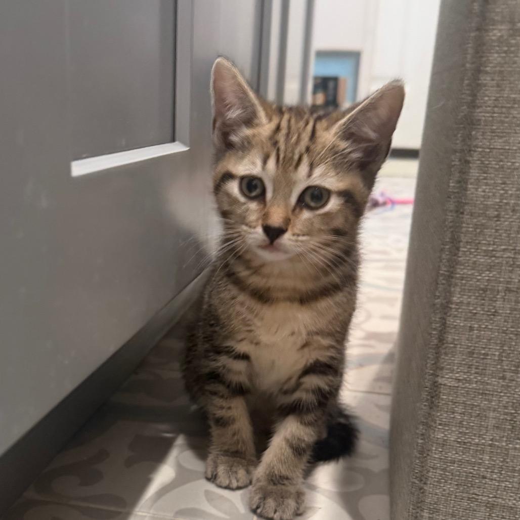 Enlarge Bolo, a Adoptable Domestic Short Hair in Missouri City, TX image 2/3