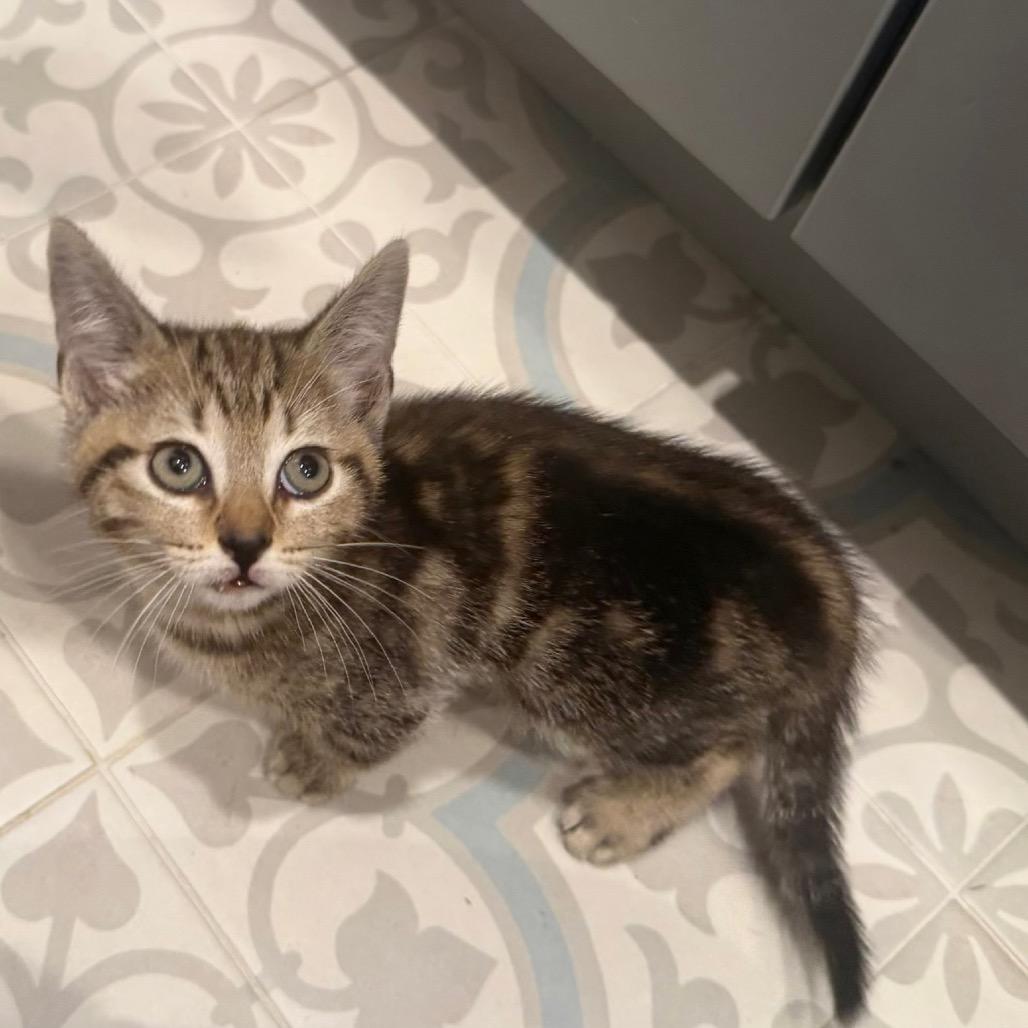 Enlarge Bolo, a Adoptable Domestic Short Hair in Missouri City, TX image 3/3