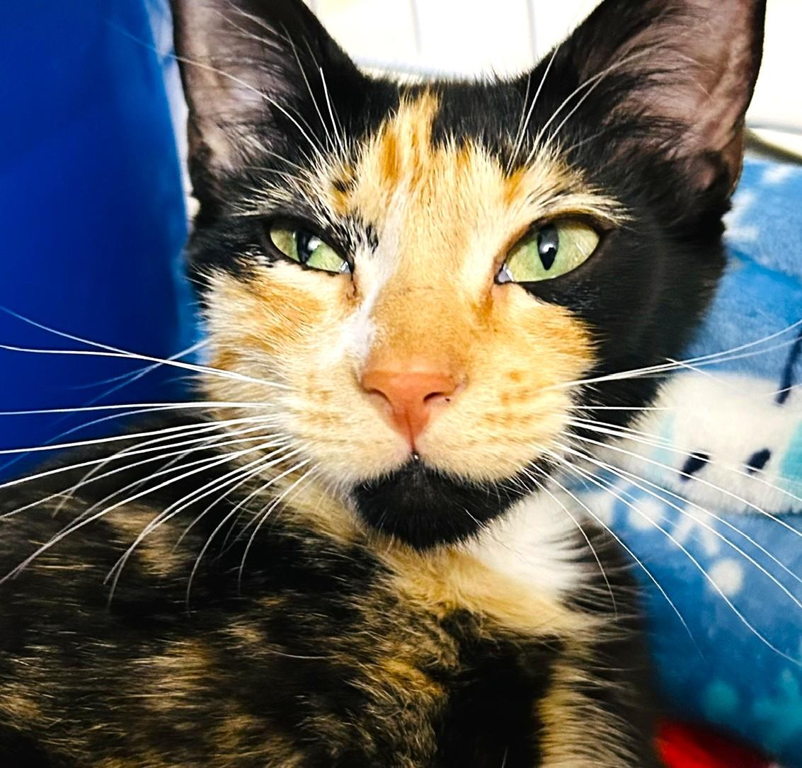 Lucy, a ADOPTABLE Calico in Austin, TX image 2/5