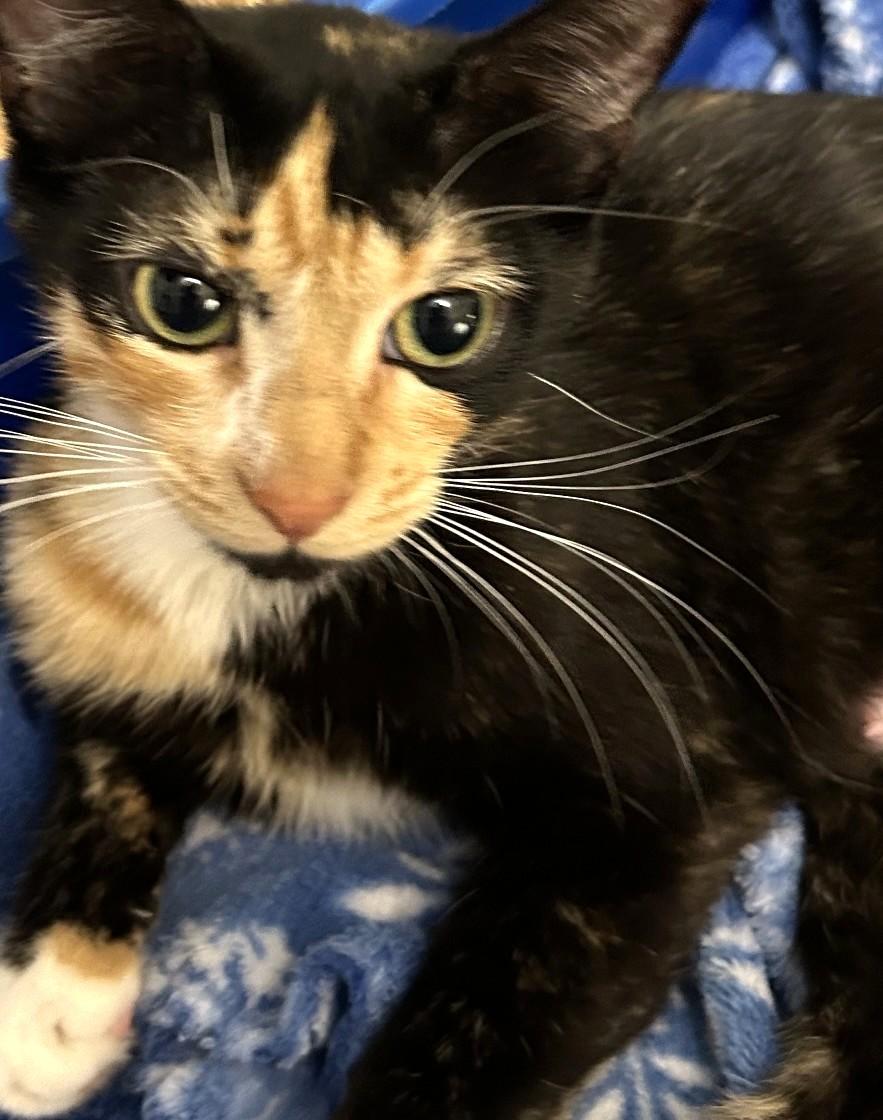 Lucy, a ADOPTABLE Calico in Austin, TX image 5/5