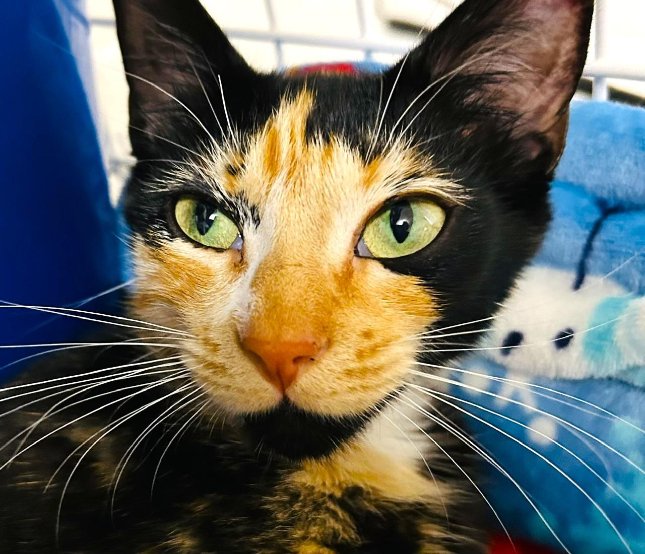 Lucy, a ADOPTABLE Calico in Austin, TX image 1/5