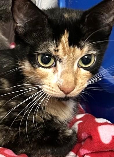 Lucy, a ADOPTABLE Calico in Austin, TX image 3/5