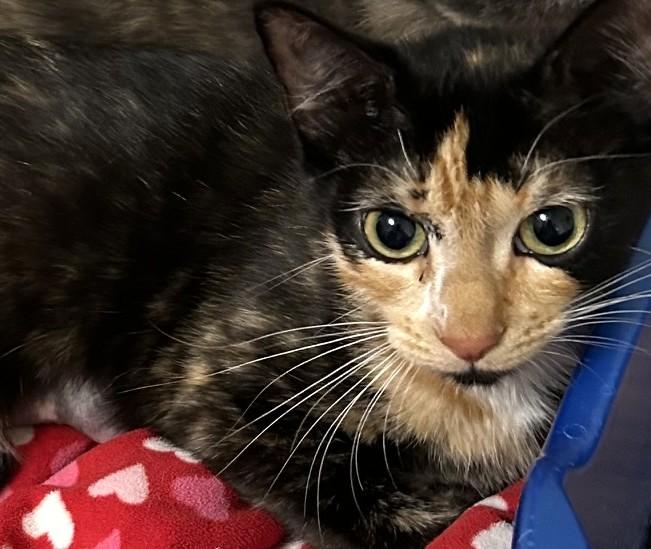 Lucy, a ADOPTABLE Calico in Austin, TX image 4/5