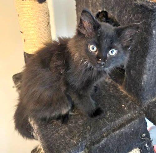 Calico Kittens, a Adoptable Domestic Medium Hair in Peterborough, NH image 2/4