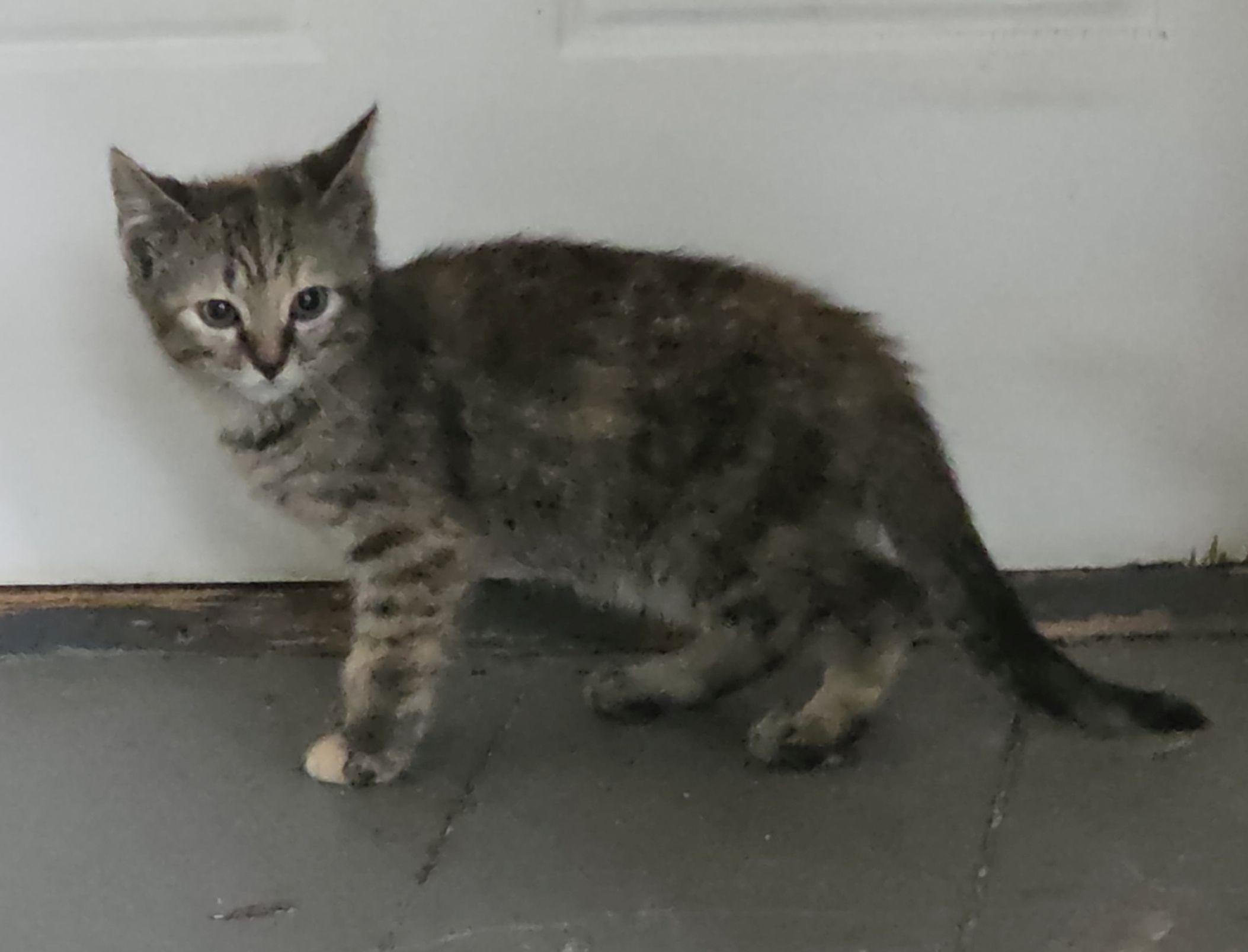 Calico Kittens, a Adoptable Domestic Medium Hair in Peterborough, NH image 4/4
