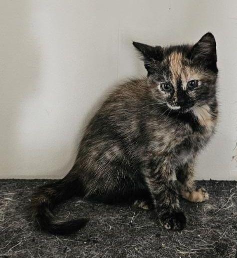 Calico Kittens, a Adoptable Domestic Medium Hair in Peterborough, NH image 3/4