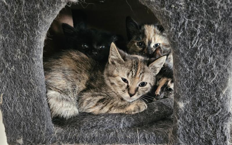 Calico Kittens, Adoptable, Kitten Female Domestic Medium Hair.