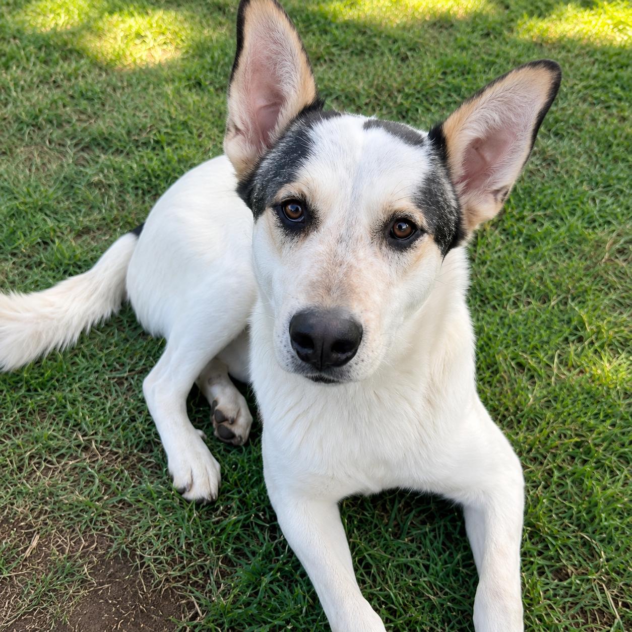 Tito, ADOPTABLE, Adult Male Shepherd & Cattle Dog.