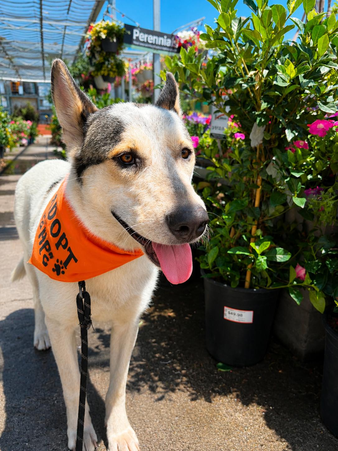 Tito, a ADOPTABLE mixed breed in Lodi, CA image 4/6