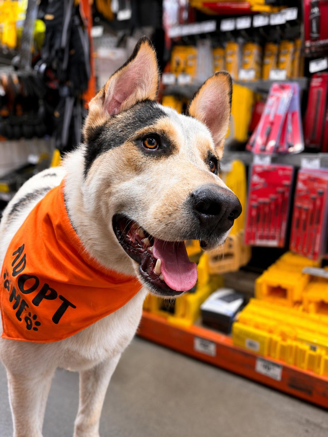 Tito, a ADOPTABLE mixed breed in Lodi, CA image 3/6