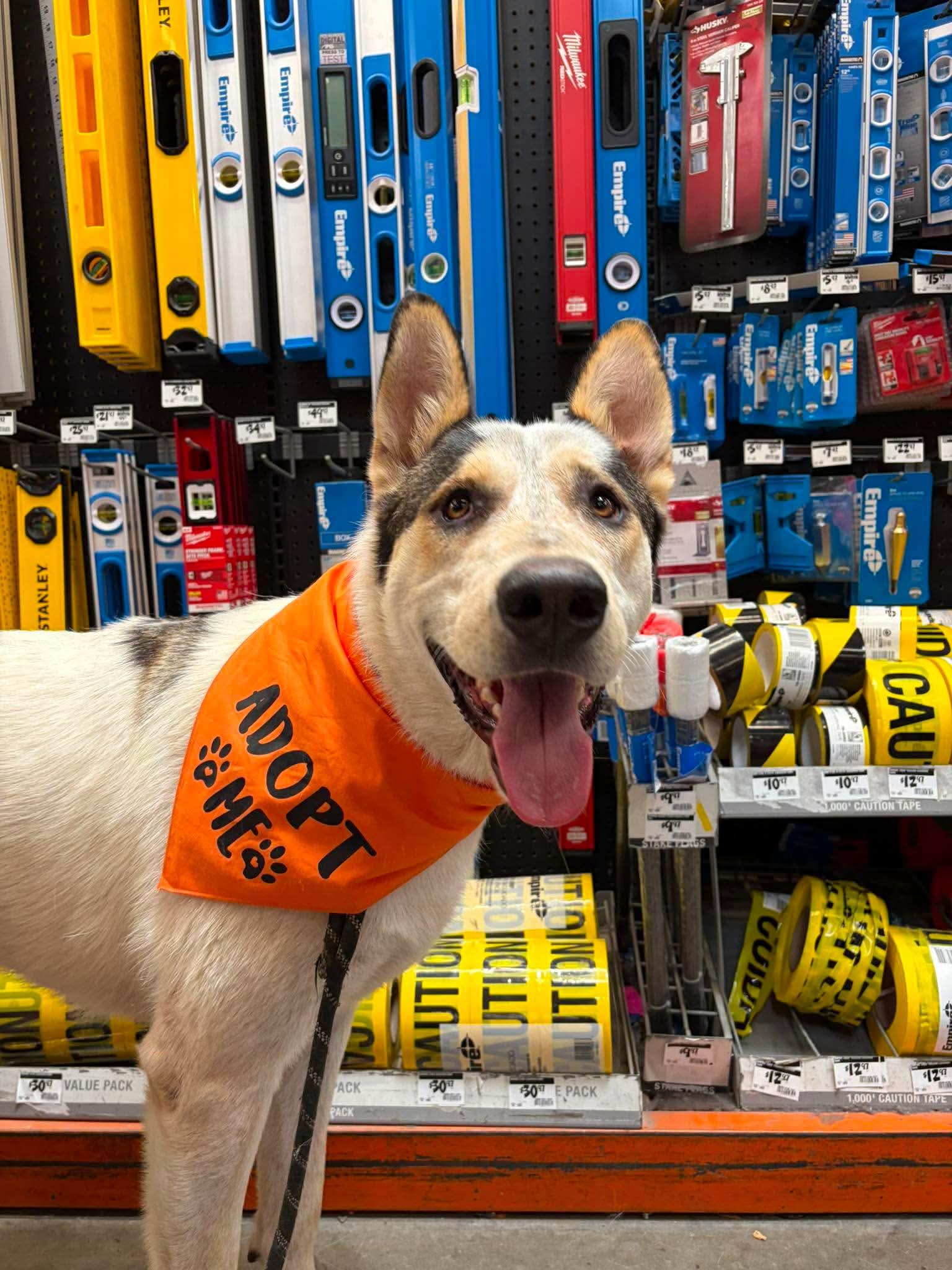 Tito, a ADOPTABLE mixed breed in Lodi, CA image 6/6