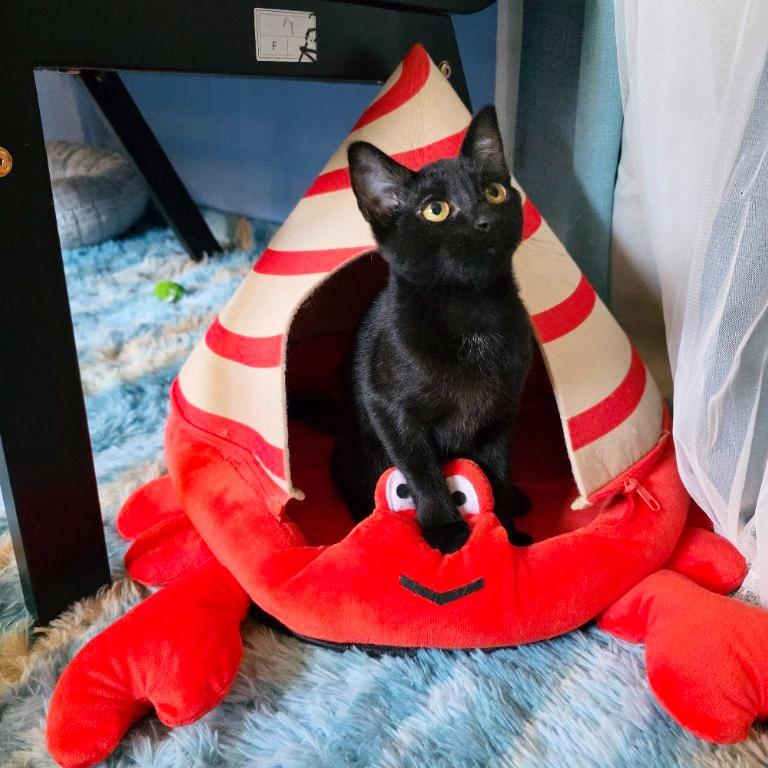 Dana Barrett, adoptable, Kitten Female Bombay & Domestic Short Hair.