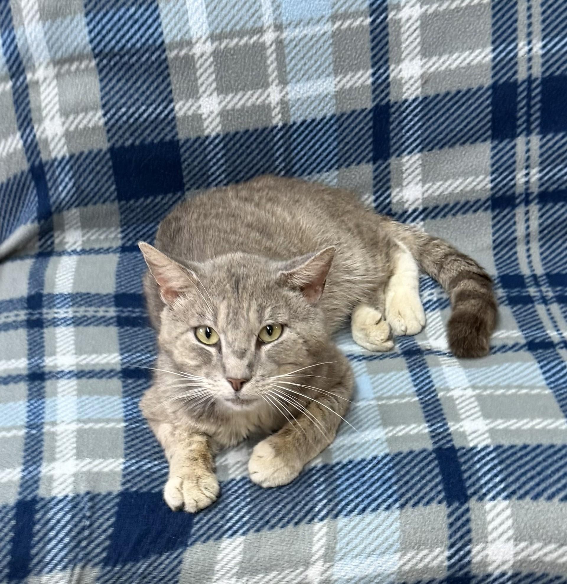 Thunder, ADOPTABLE, Adult Male Domestic Short Hair.