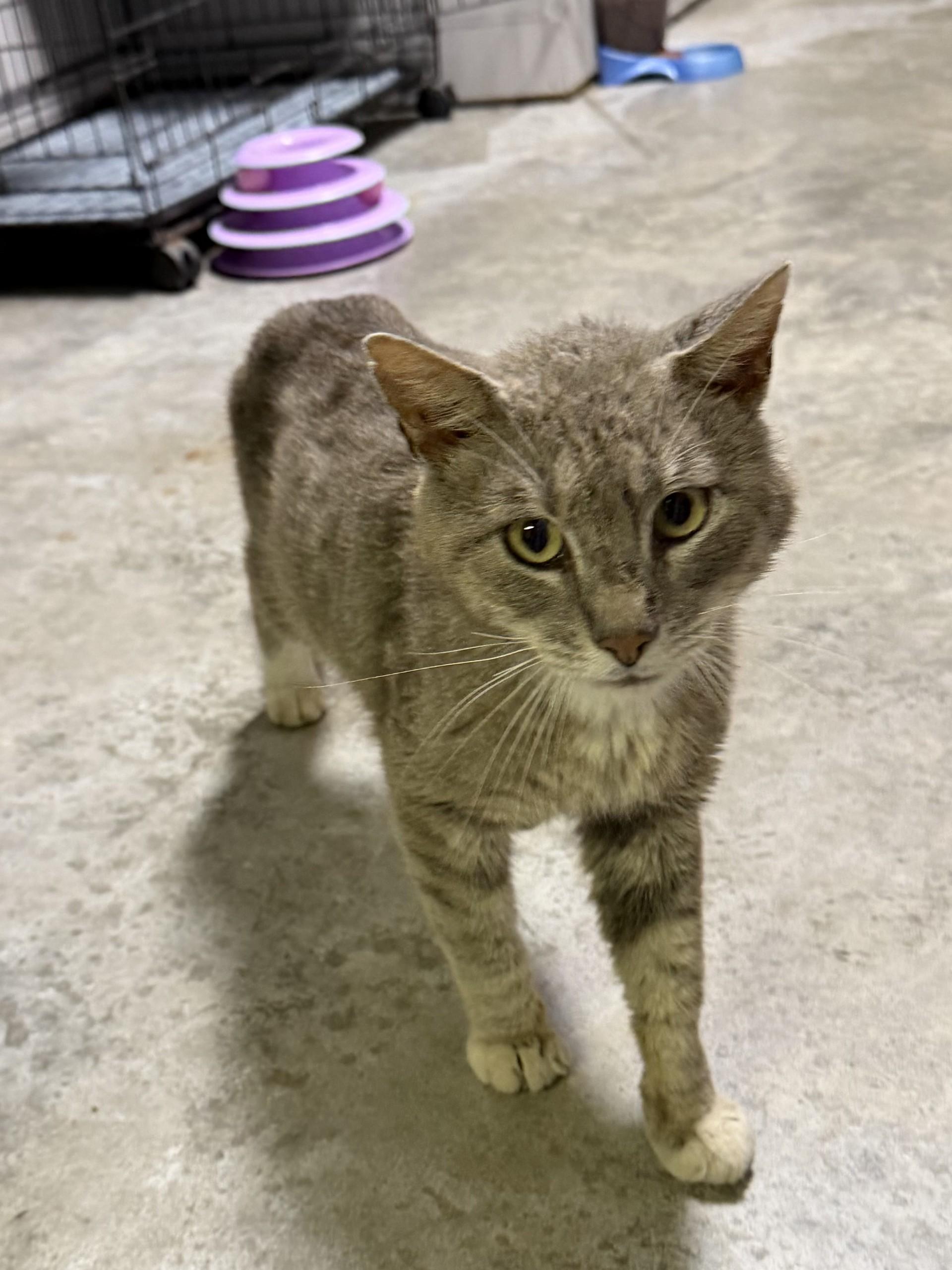 Thunder, ADOPTABLE, Adult Male Domestic Short Hair.