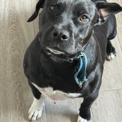 Margo, Adoptable, Adult Female Pit Bull Terrier & Basset Hound.