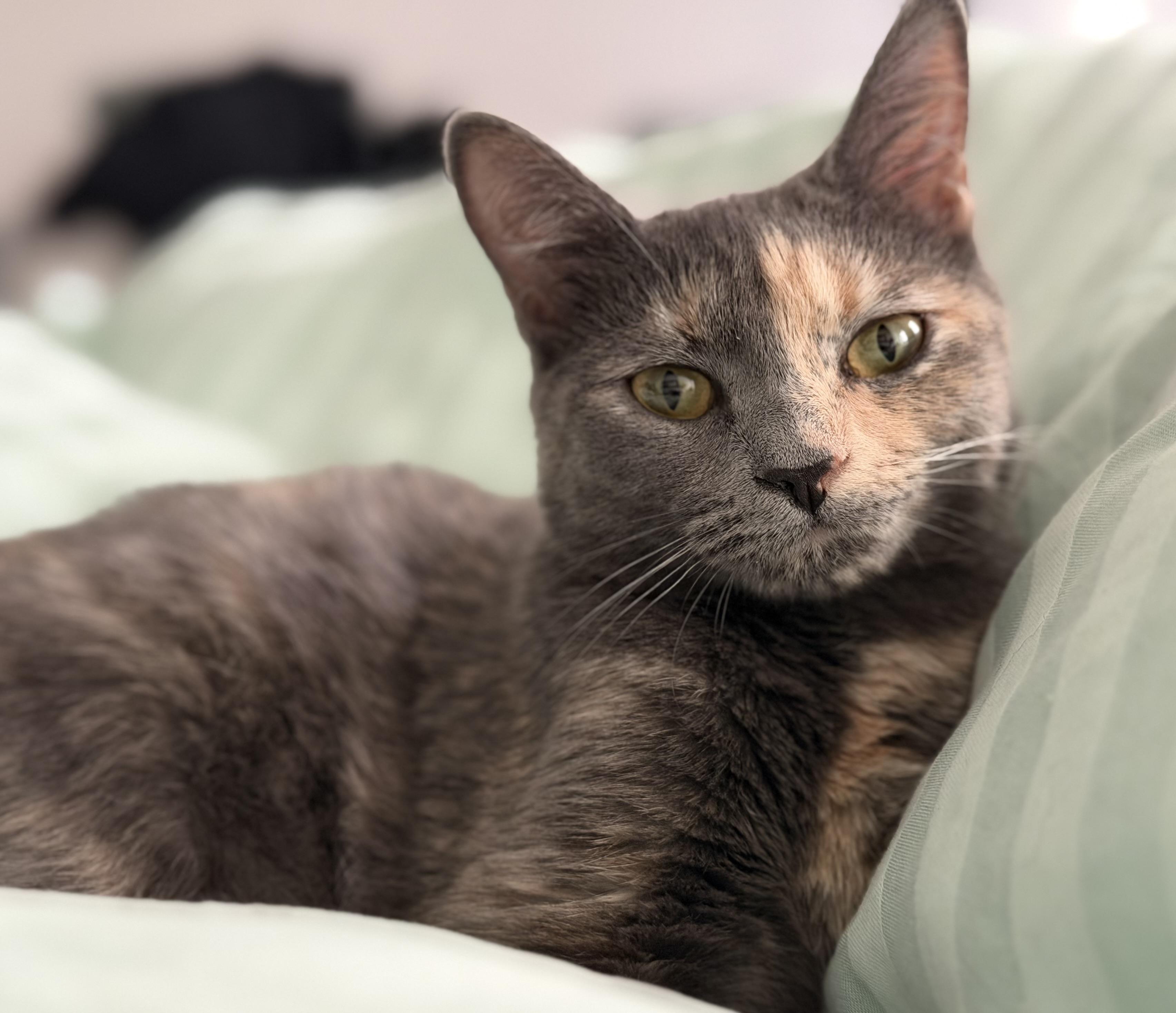 Veronica (Riverdale Litter), a Adoptable mixed breed in Baltimore, MD image 1/5