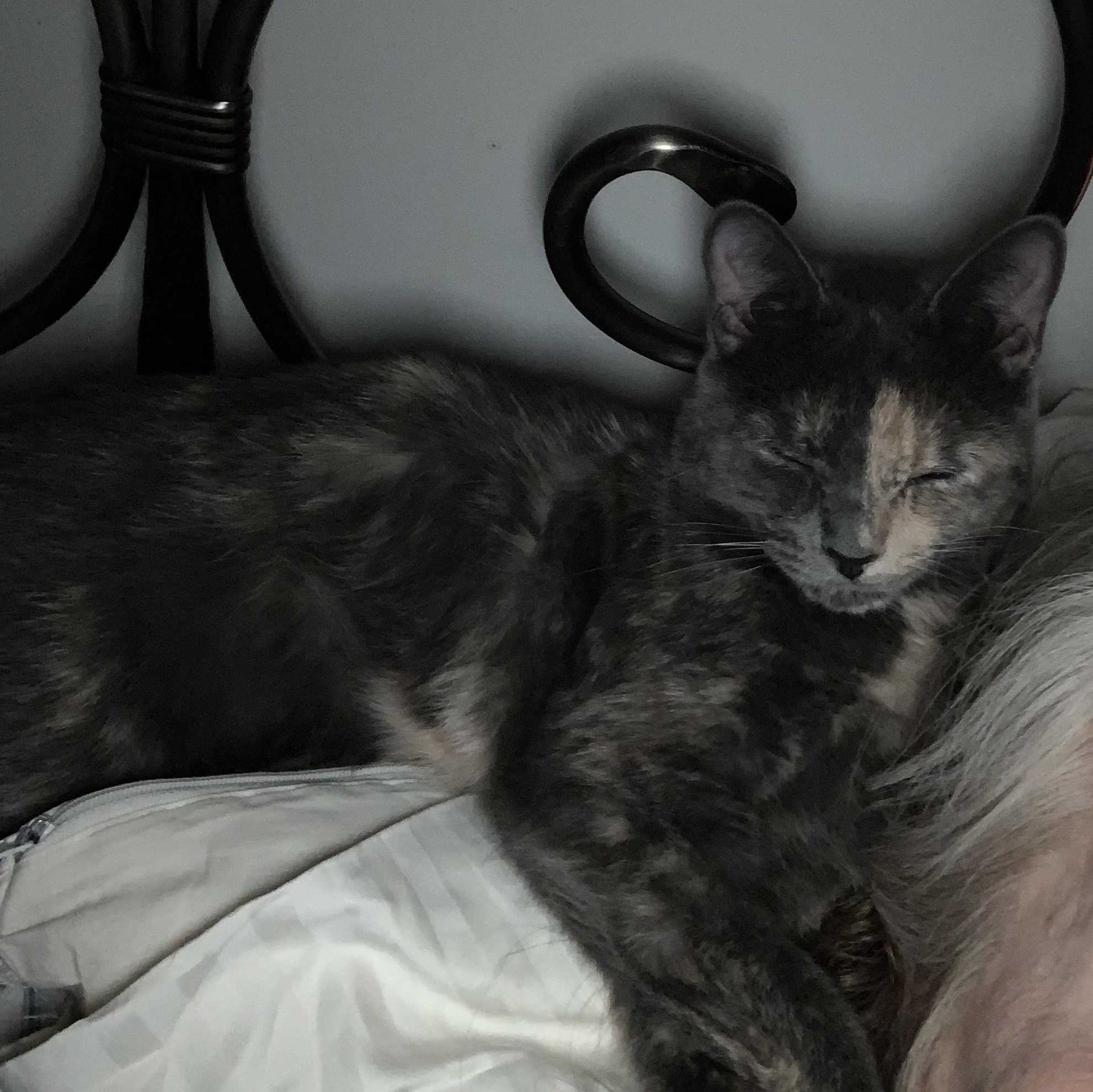 Veronica (Riverdale Litter), a Adoptable mixed breed in Baltimore, MD image 4/5