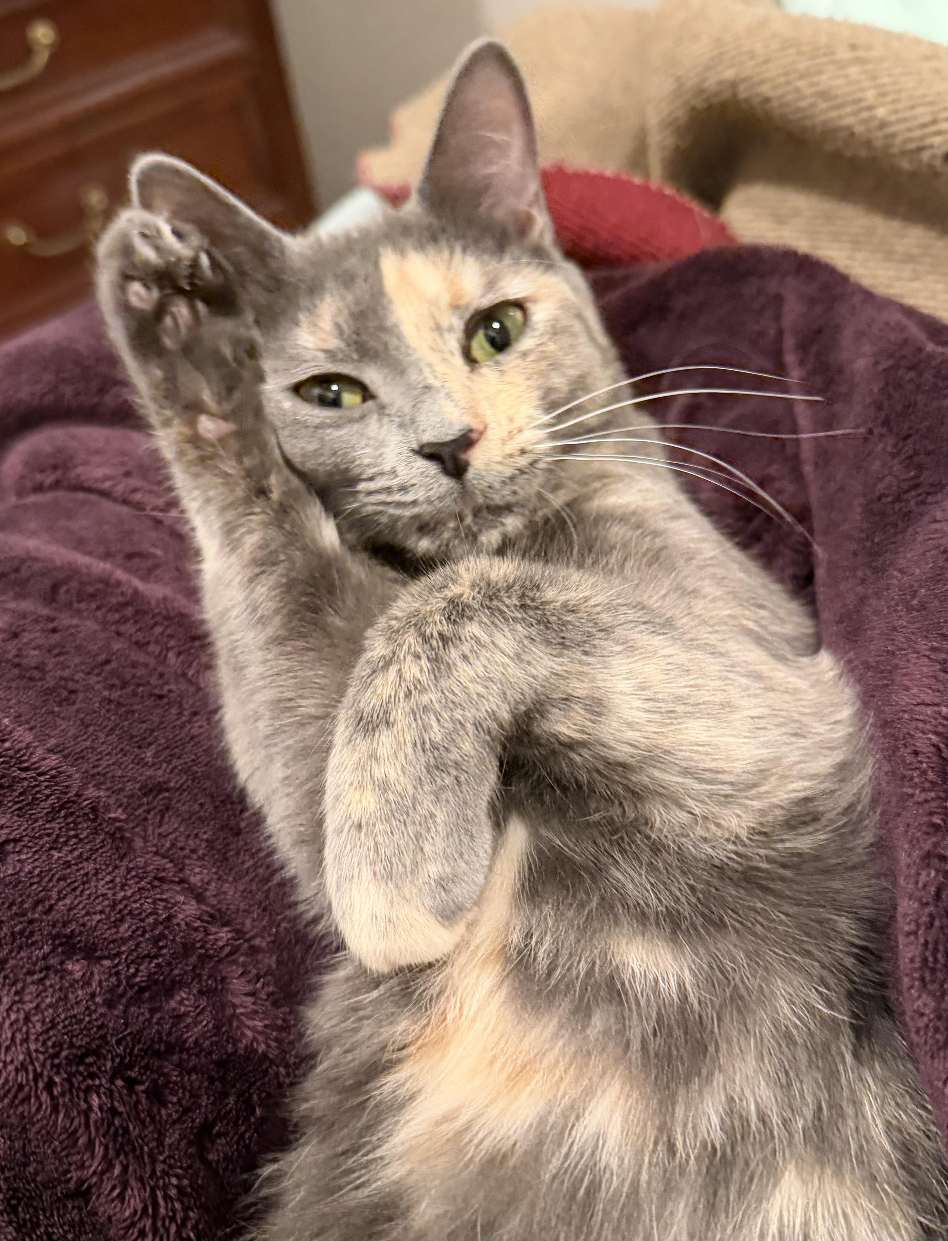 Veronica (Riverdale Litter), a Adoptable mixed breed in Baltimore, MD image 2/5