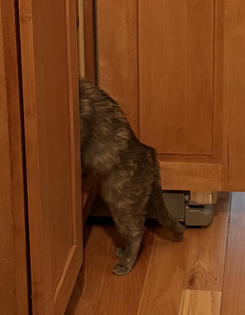 Veronica (Riverdale Litter), a Adoptable mixed breed in Baltimore, MD image 5/5