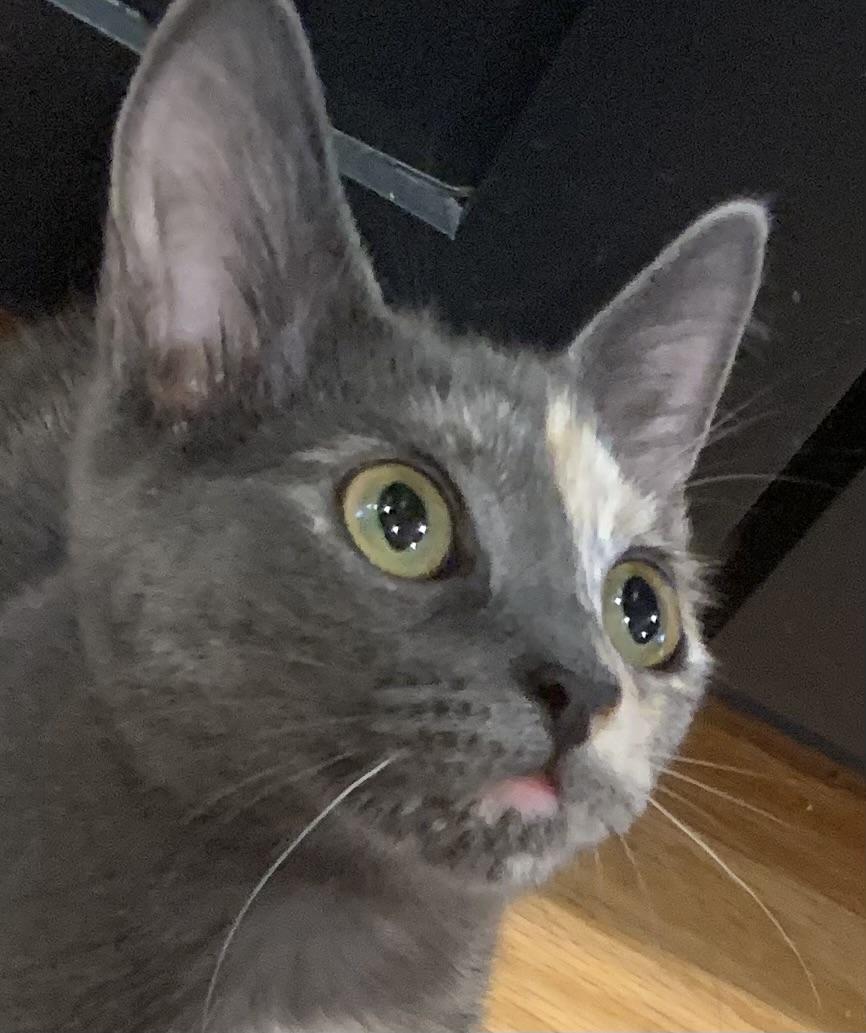 Veronica (Riverdale Litter)