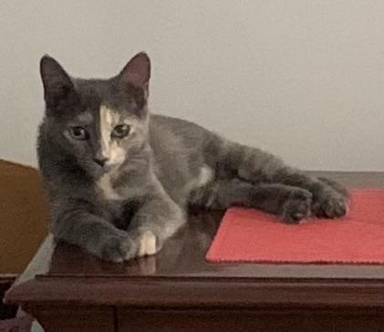 Veronica (Riverdale Litter)