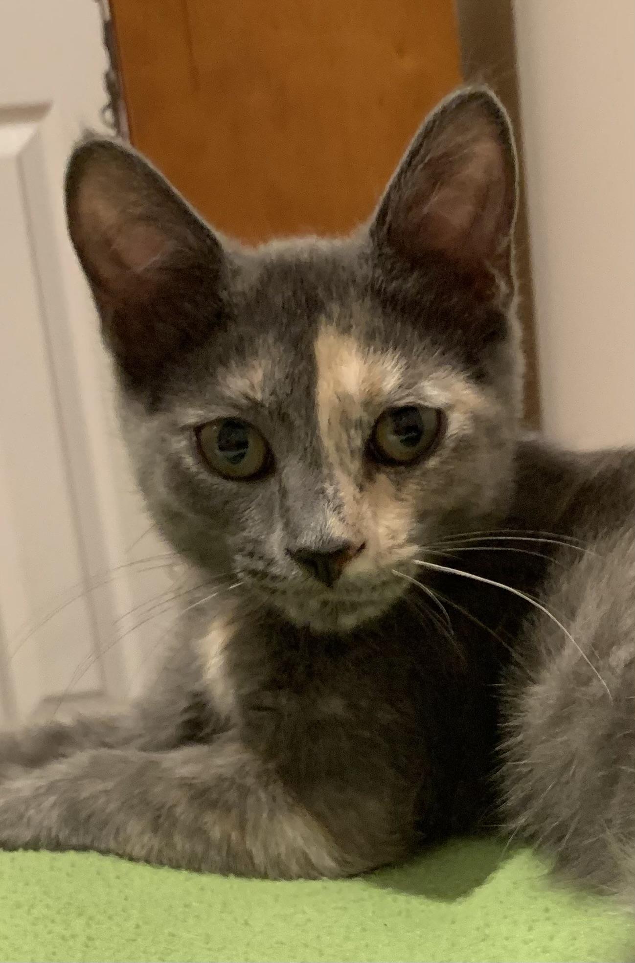 Veronica (Riverdale Litter)