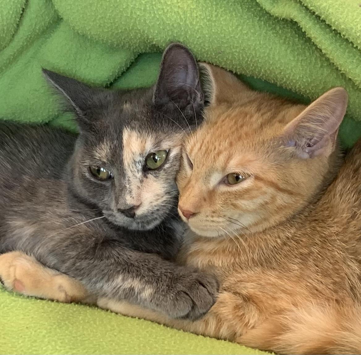 Veronica (Riverdale Litter)