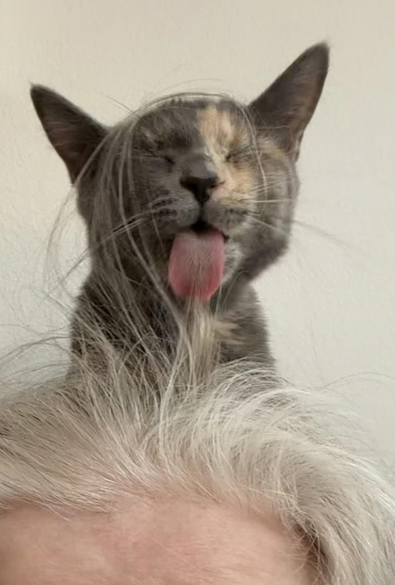 Veronica (Riverdale Litter), a Adoptable mixed breed in Baltimore, MD image 3/5