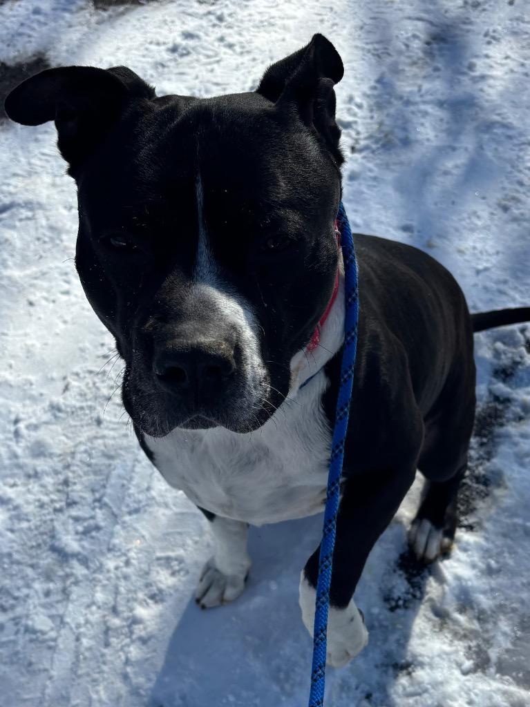 Maddox, Adoptable, Adult Male Pit Bull Terrier.