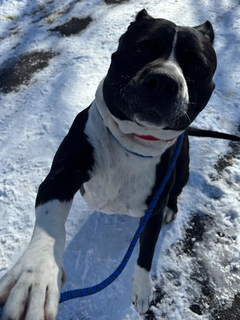 Enlarge Maddox, a Adoptable Pit Bull Terrier in Fall River, MA image 2/6
