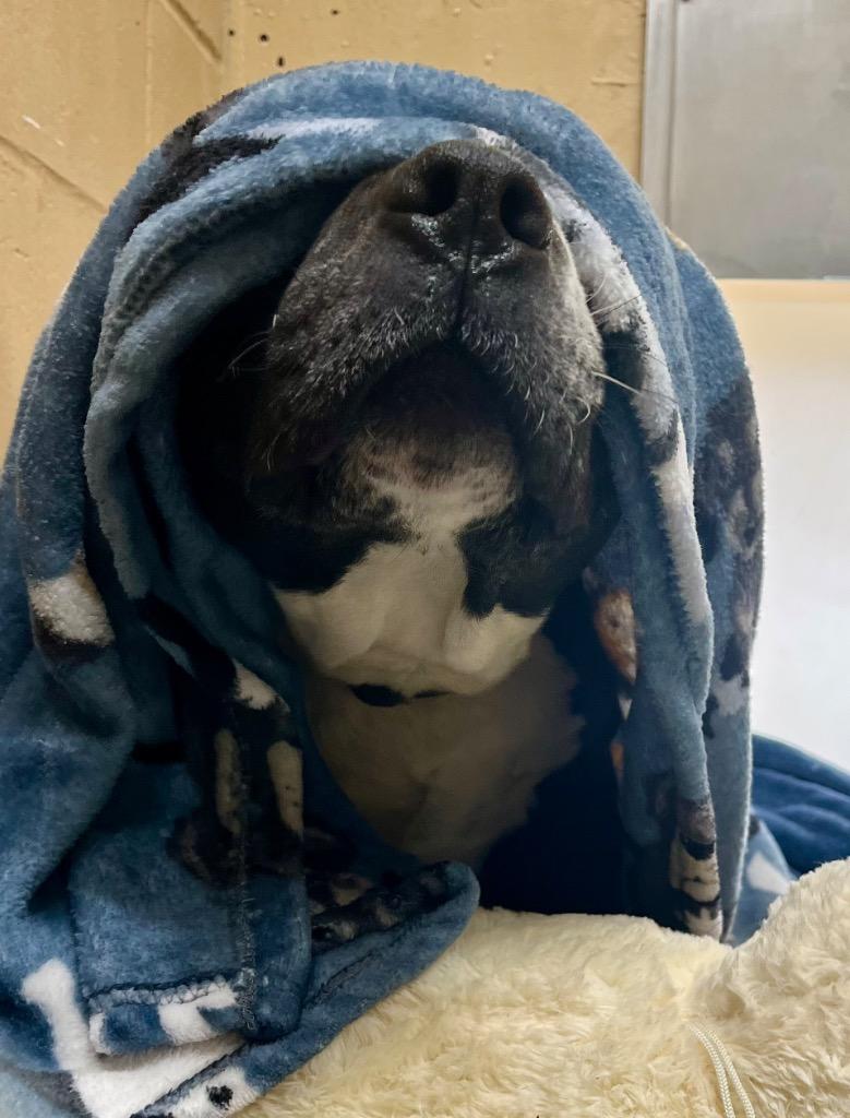 Enlarge Maddox, a Adoptable Pit Bull Terrier in Fall River, MA image 3/6