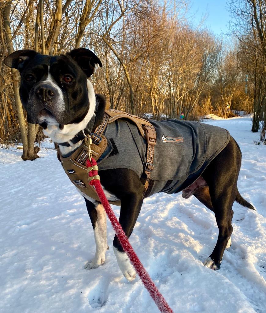 Enlarge Maddox, a Adoptable Pit Bull Terrier in Fall River, MA image 2/6
