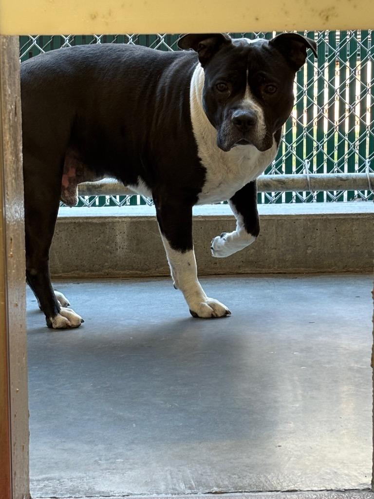 Enlarge Maddox, a Adoptable Pit Bull Terrier in Fall River, MA image 3/6