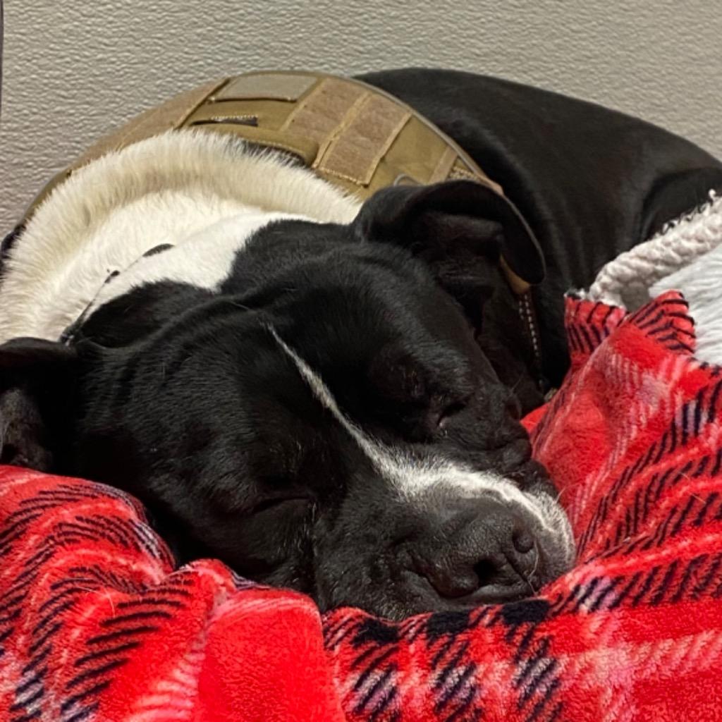 Enlarge Maddox, a Adoptable Pit Bull Terrier in Fall River, MA image 4/6