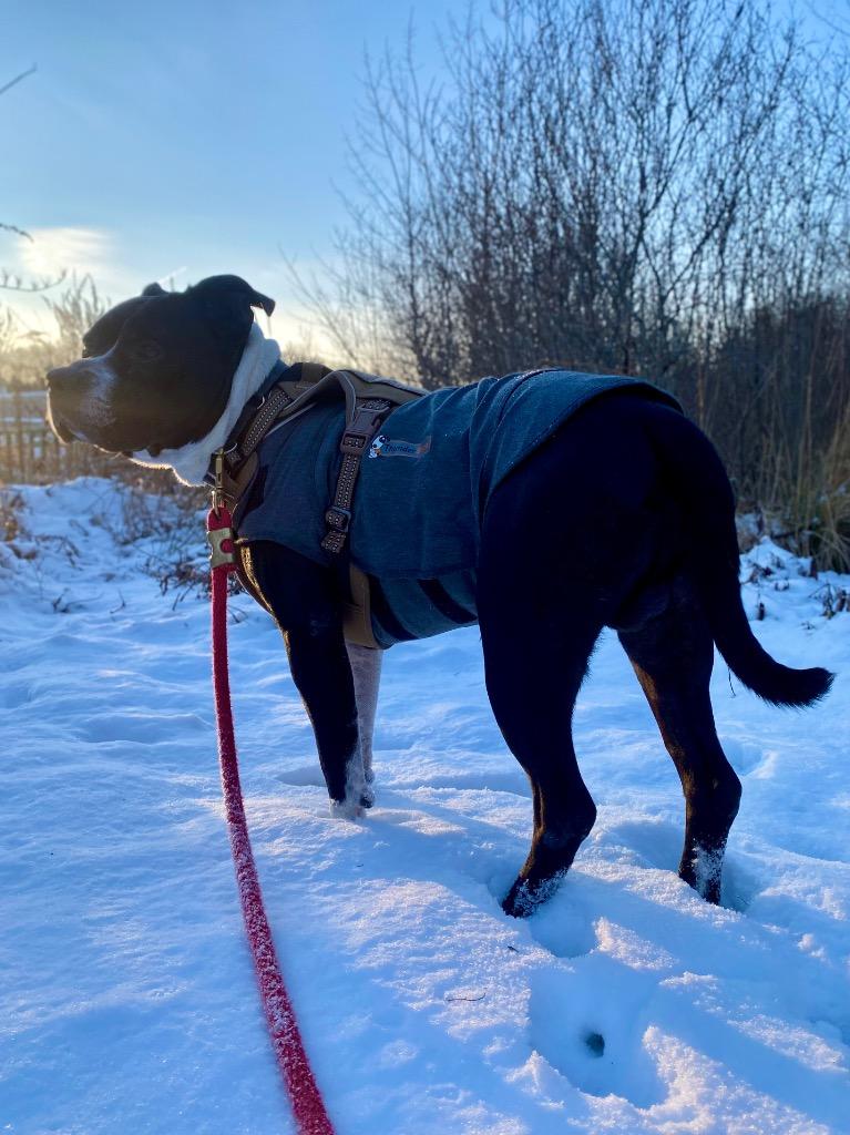 Enlarge Maddox, a Adoptable Pit Bull Terrier in Fall River, MA image 4/6